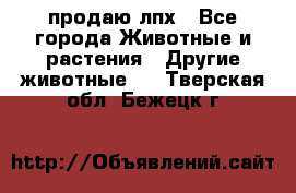 продаю лпх - Все города Животные и растения » Другие животные   . Тверская обл.,Бежецк г.